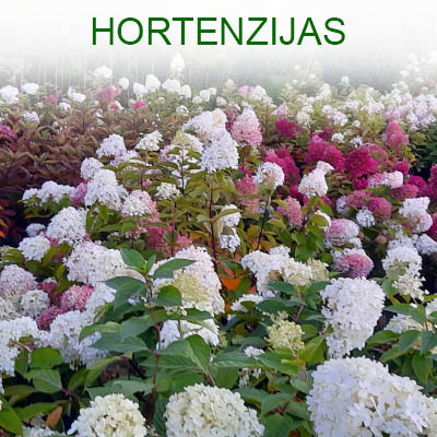 Hortenzijas