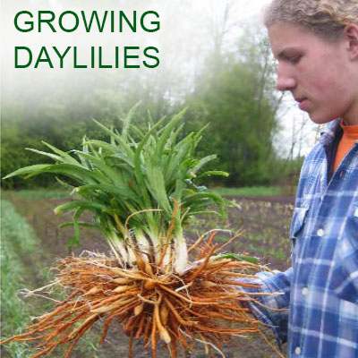 Growing daylilies